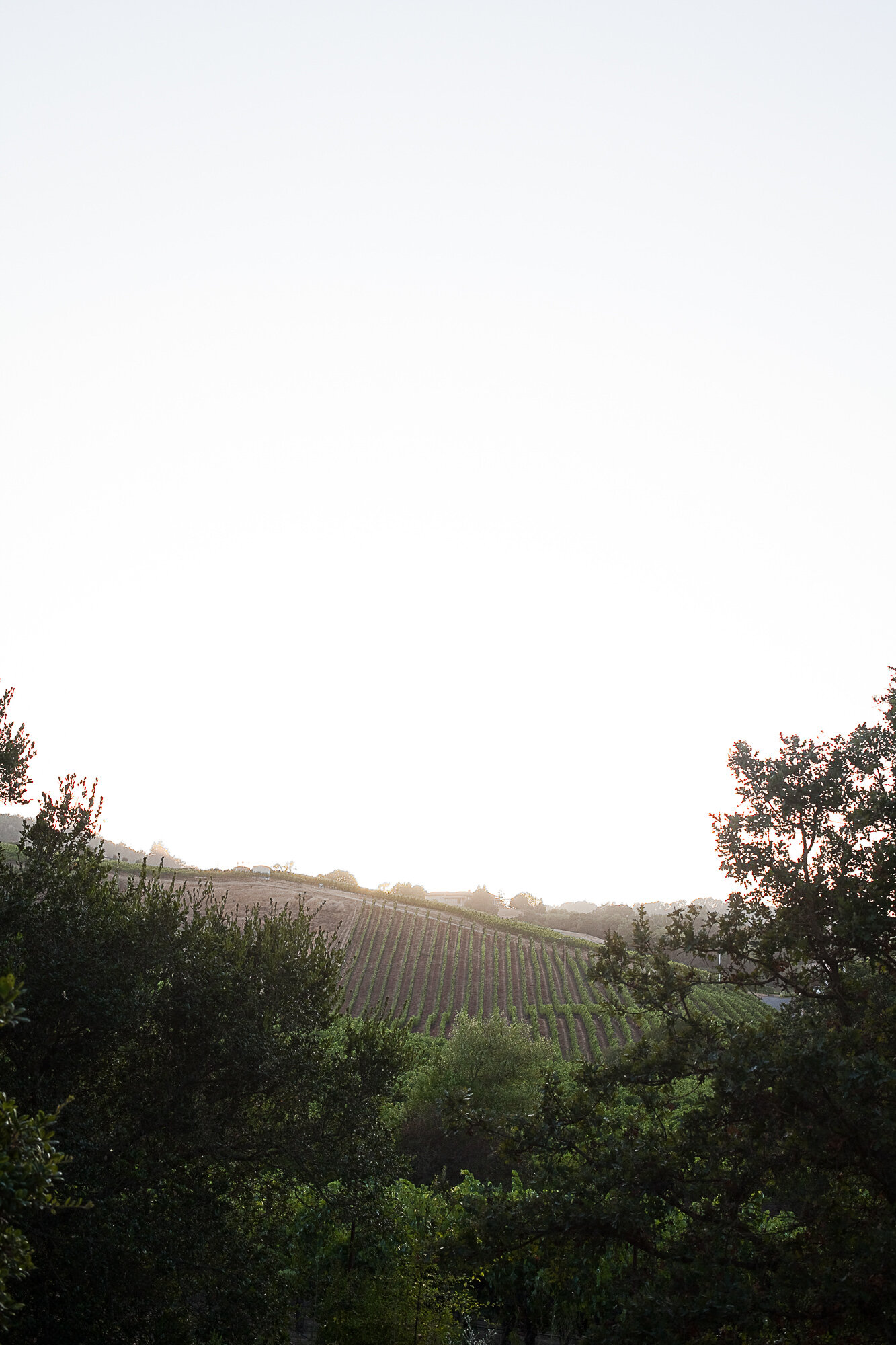erikacolephotography_napafoodphotographer_69.jpg