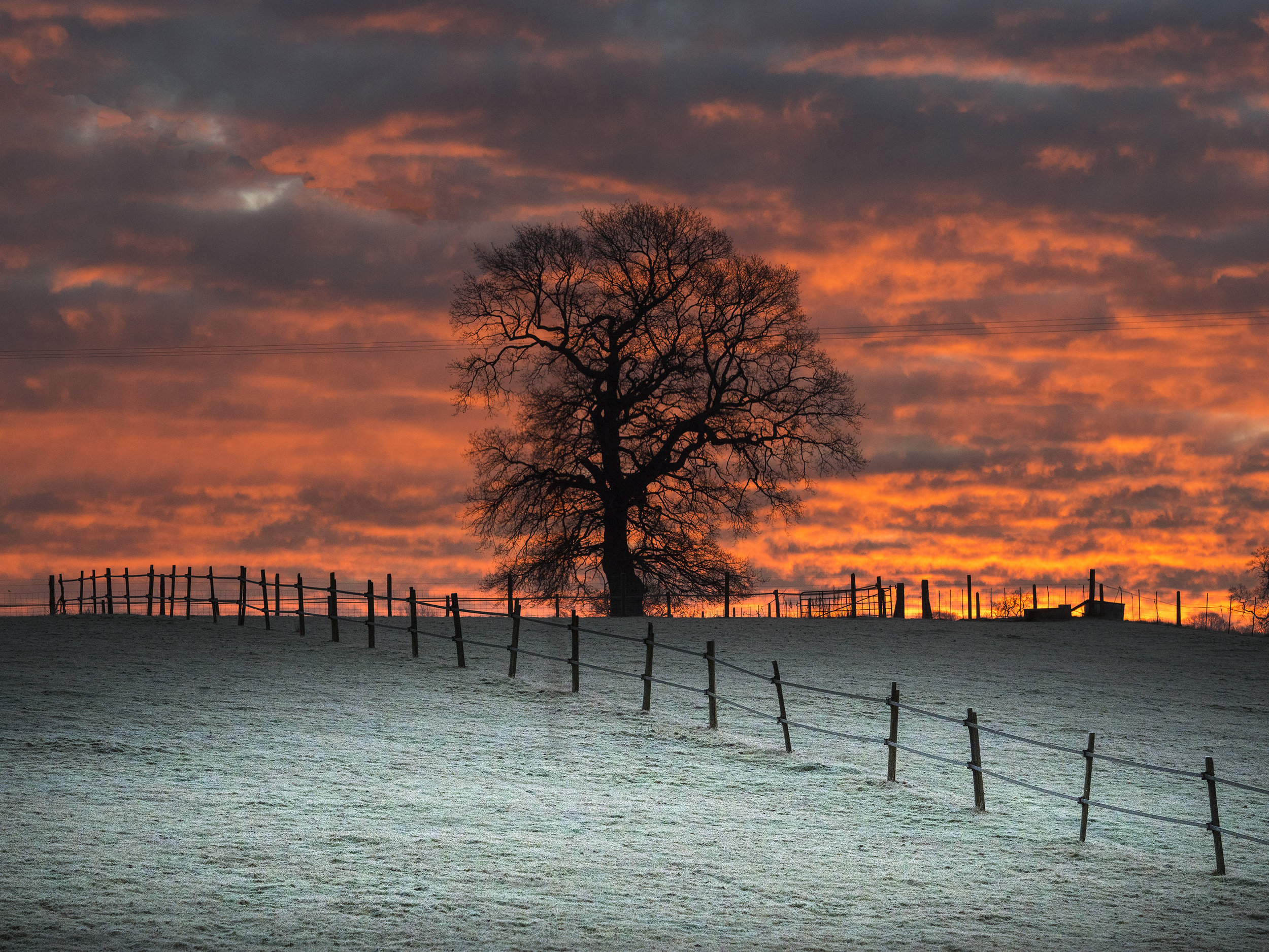 17 1 hambledon tree 1.jpg