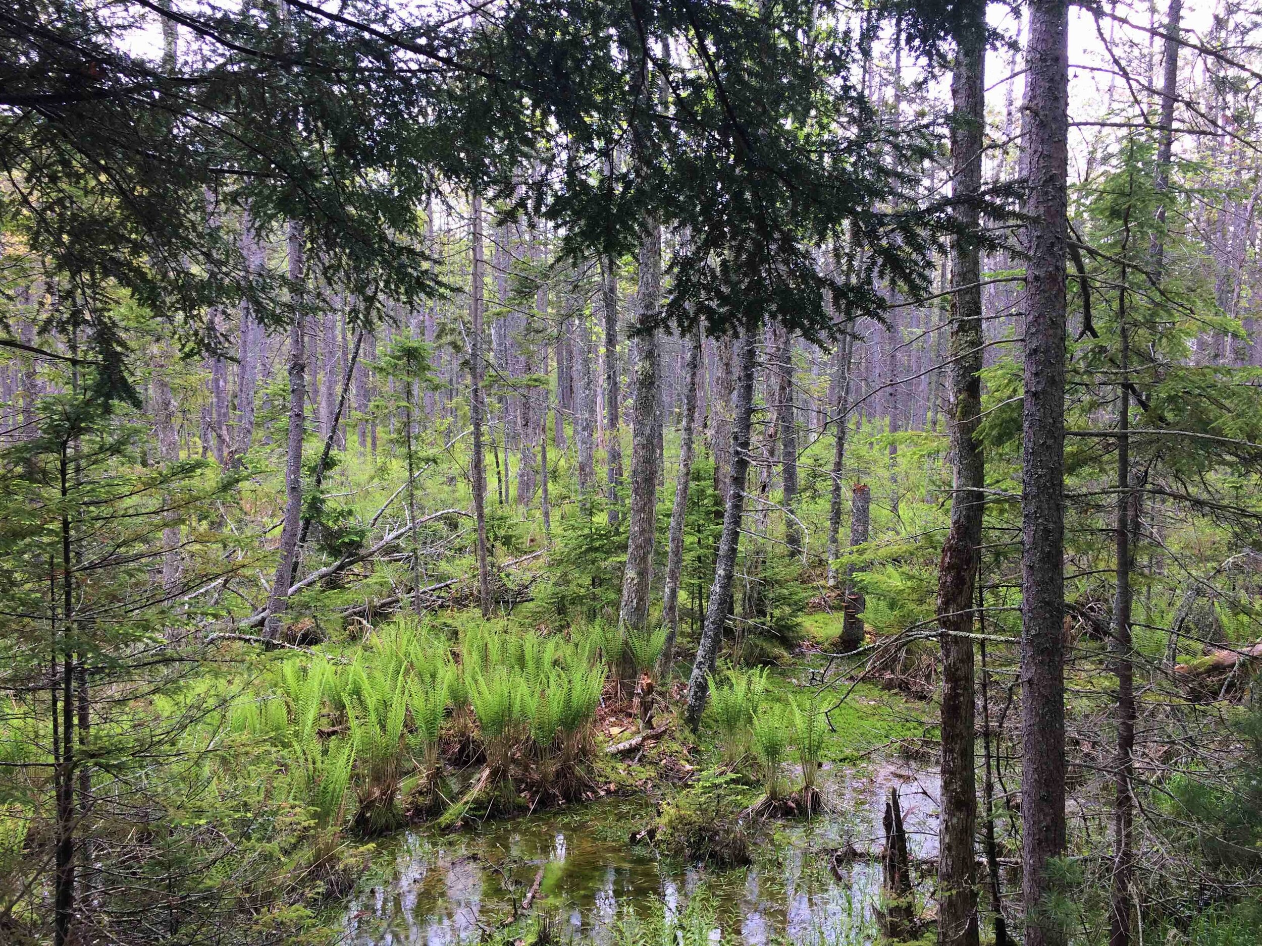 ForestedWetland_Edited.jpg