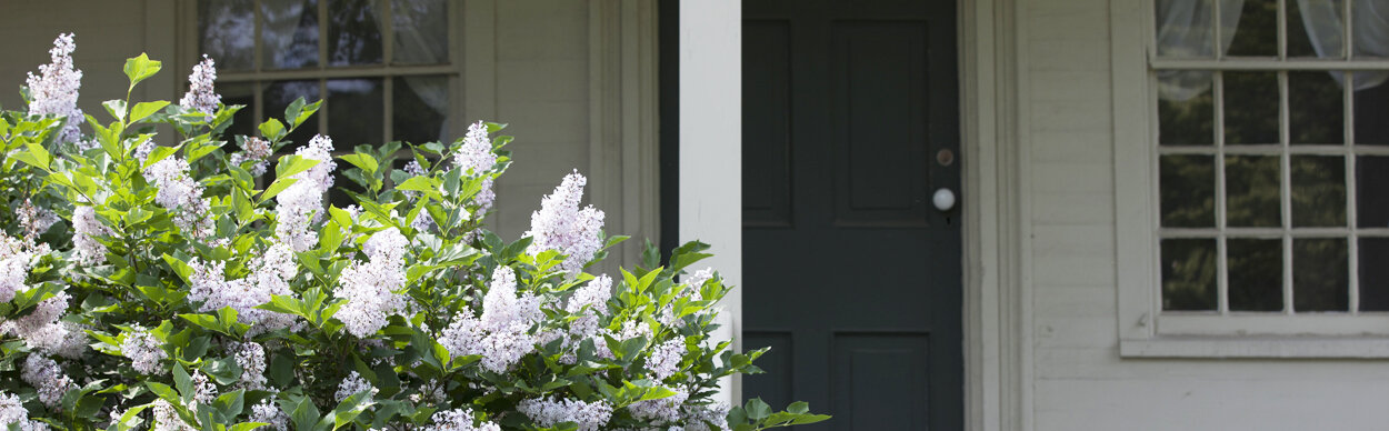 lilacs at Swift.jpg