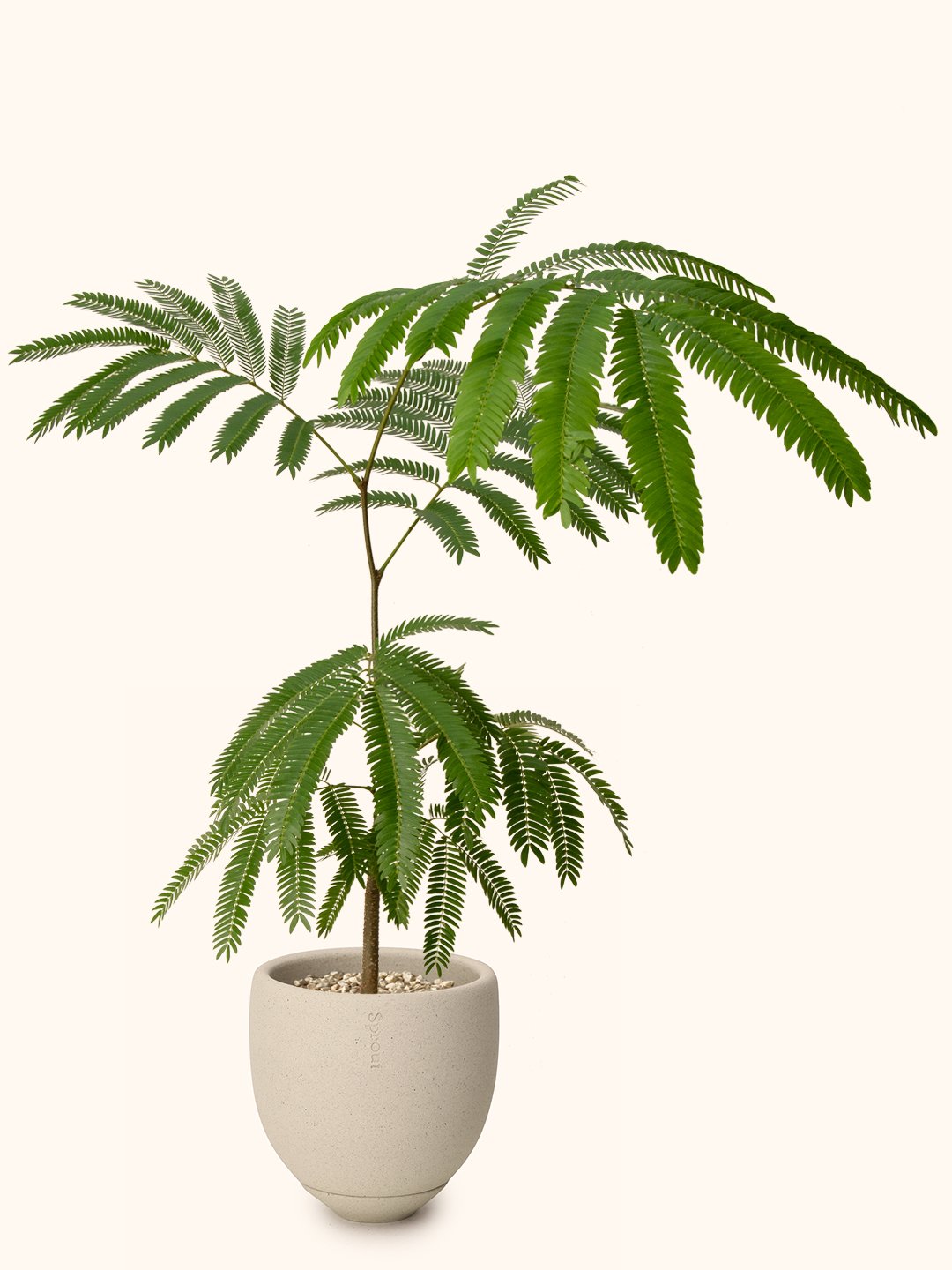 Everfresh Tree