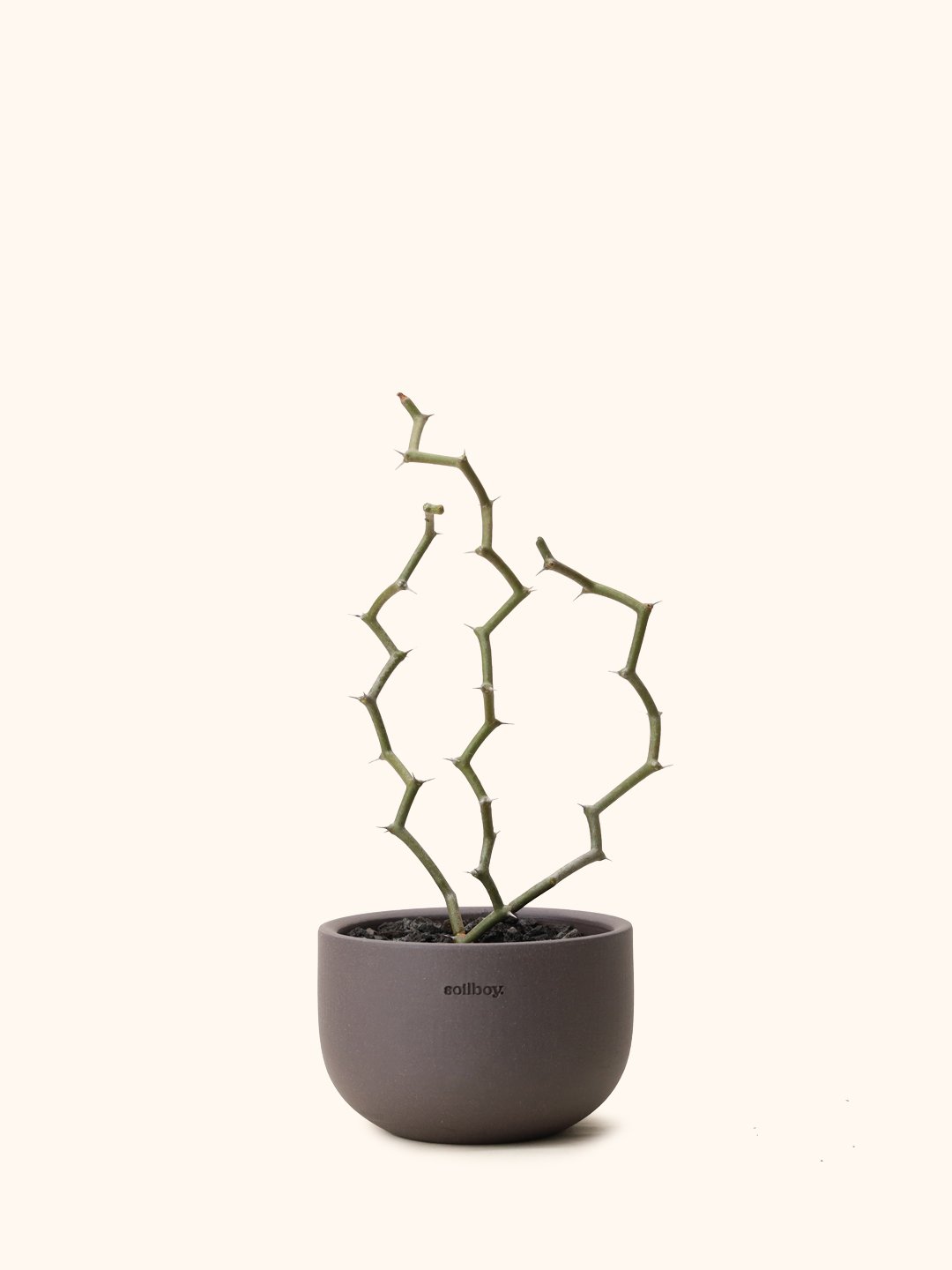 Decarya Madagascariensis - S