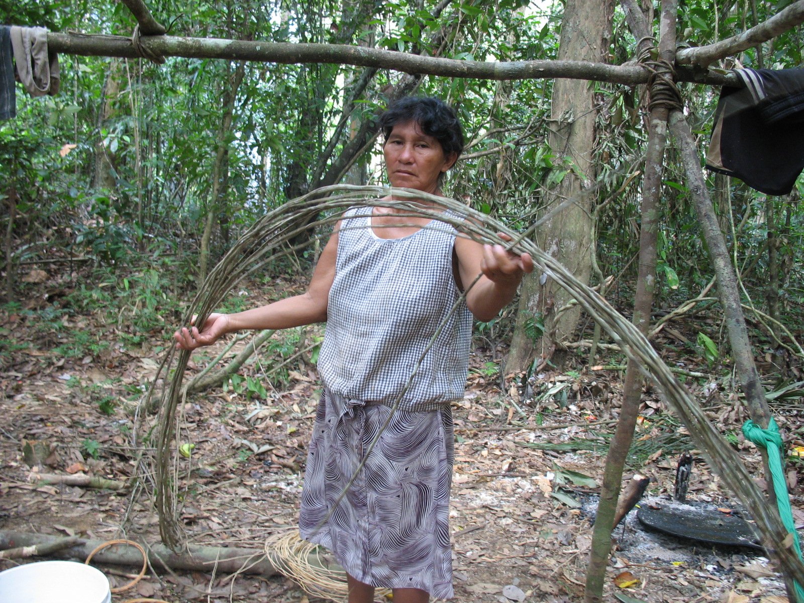 The vine after harvesting.jpg